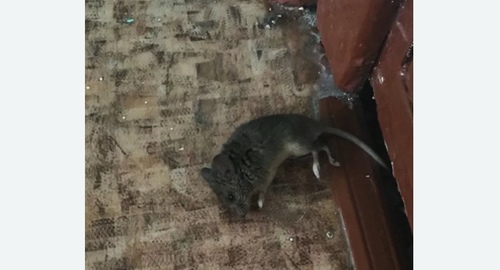 Дезинфекция от мышей в Волгограде
